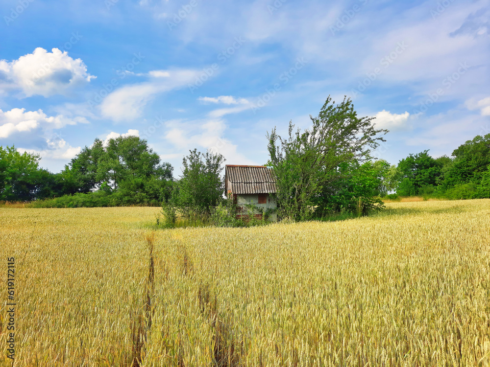 Primitive abandoned house in a wheat field.