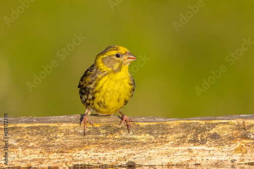 Küçük iskete » European Serin » Serinus serinus photo