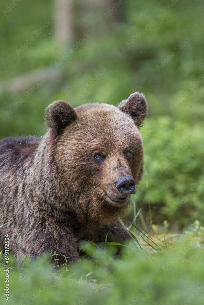 Brown Bear Smiling Finland Europe