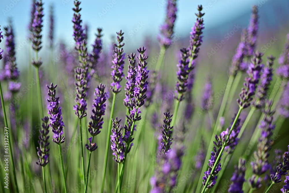 Obraz premium The smell of lavender has a calming effect