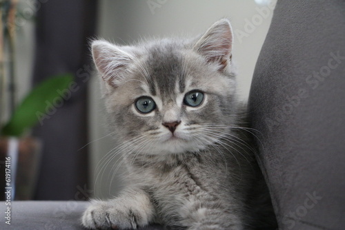 british shorthair cat © kubilayaltug