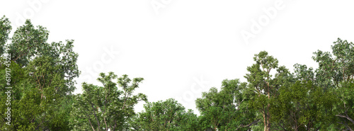 Forest foreground on transparent background