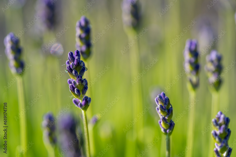 Fototapeta premium Close up of beautiful purple lavender