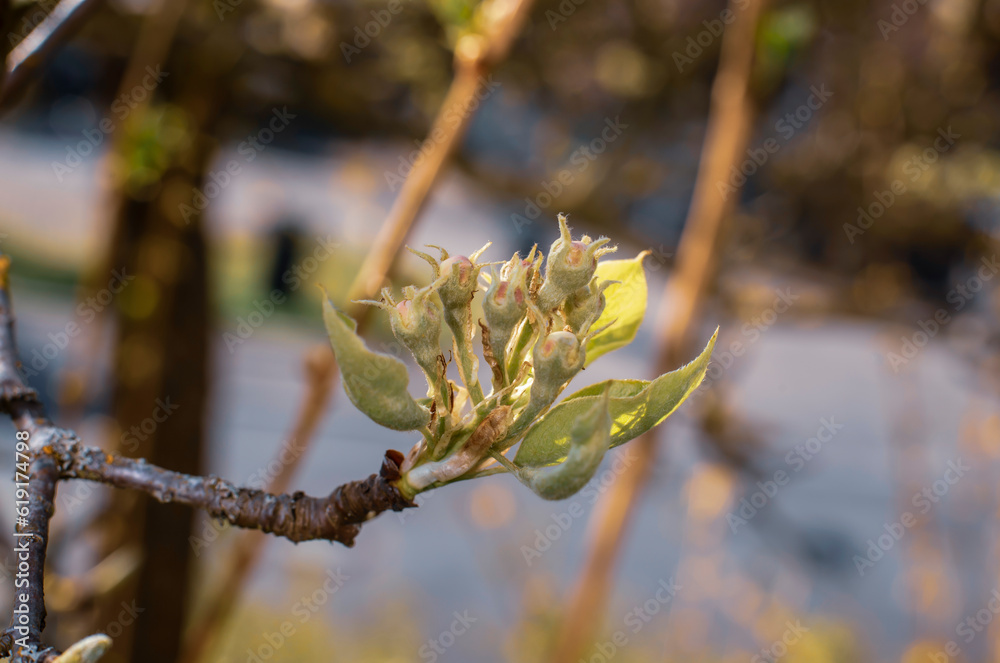the pinkish buds of an apple tree