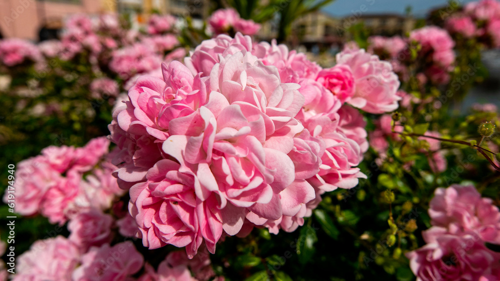 cheerful and delicate cluster of small pink roses illuminated by the sun