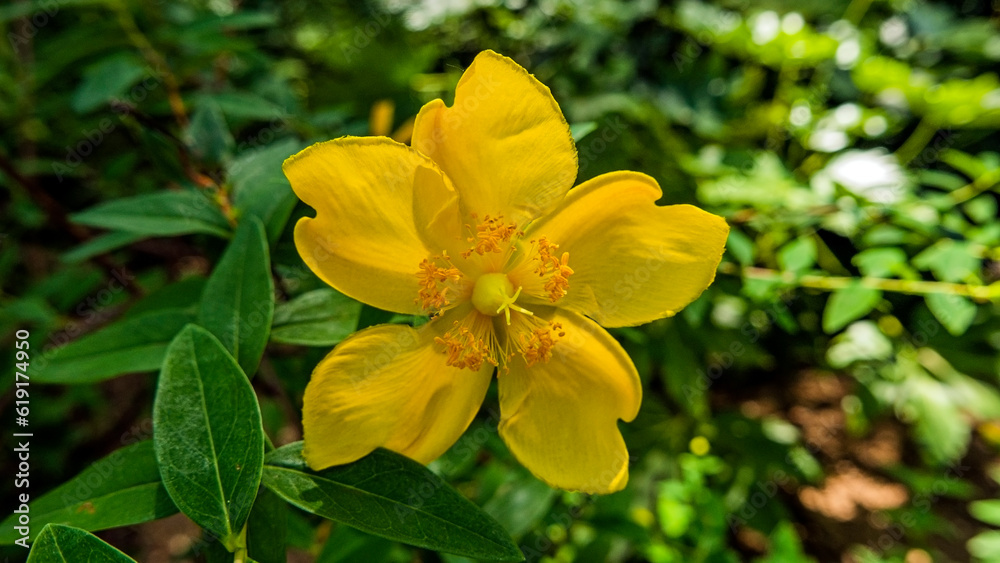 Obraz premium cheerful vivid five petal yellow flower on gradient background