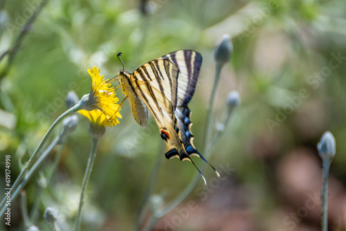 Detail of a large swallowtail butterfly (Iphiclides feisthamelii) on a yellow flower photo