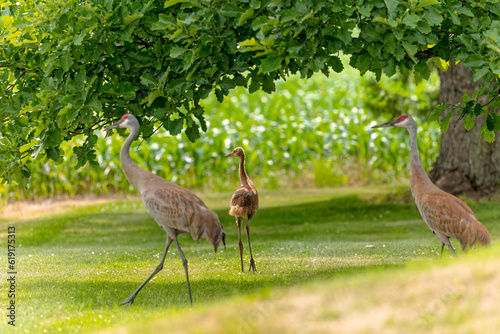 Sandhill crane (Antigone canadensis).This bird is one of only two North American endemic crane species. Juvenile bird.