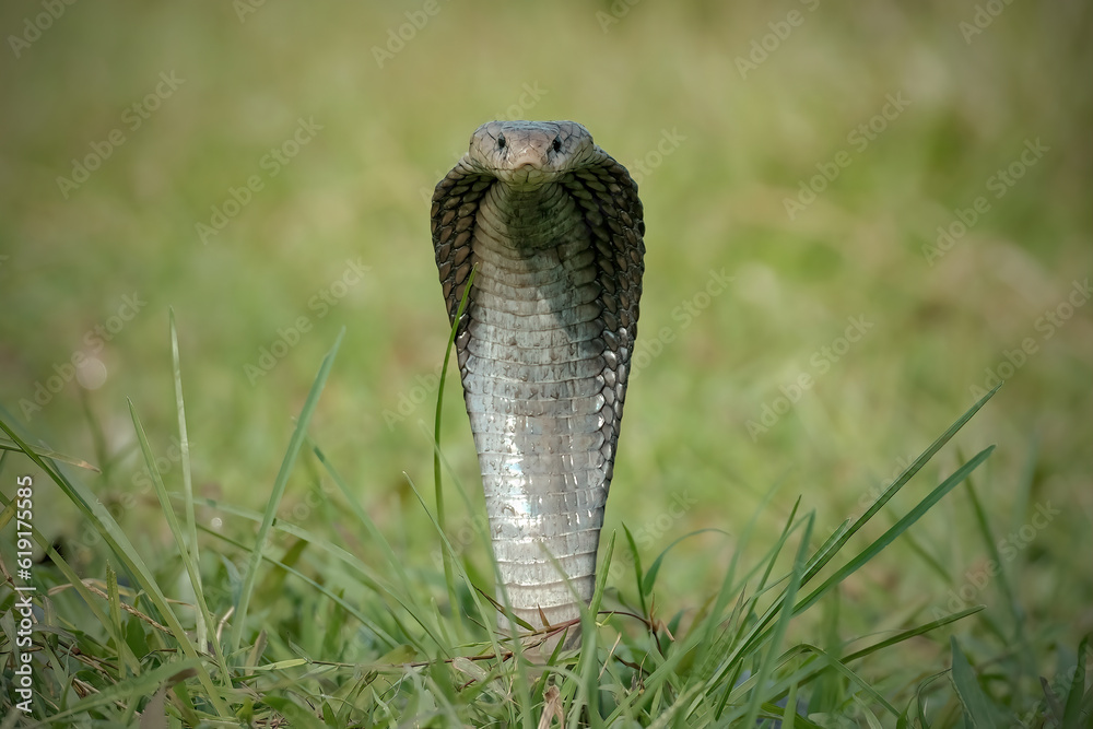 Fototapeta premium king cobra on the grass