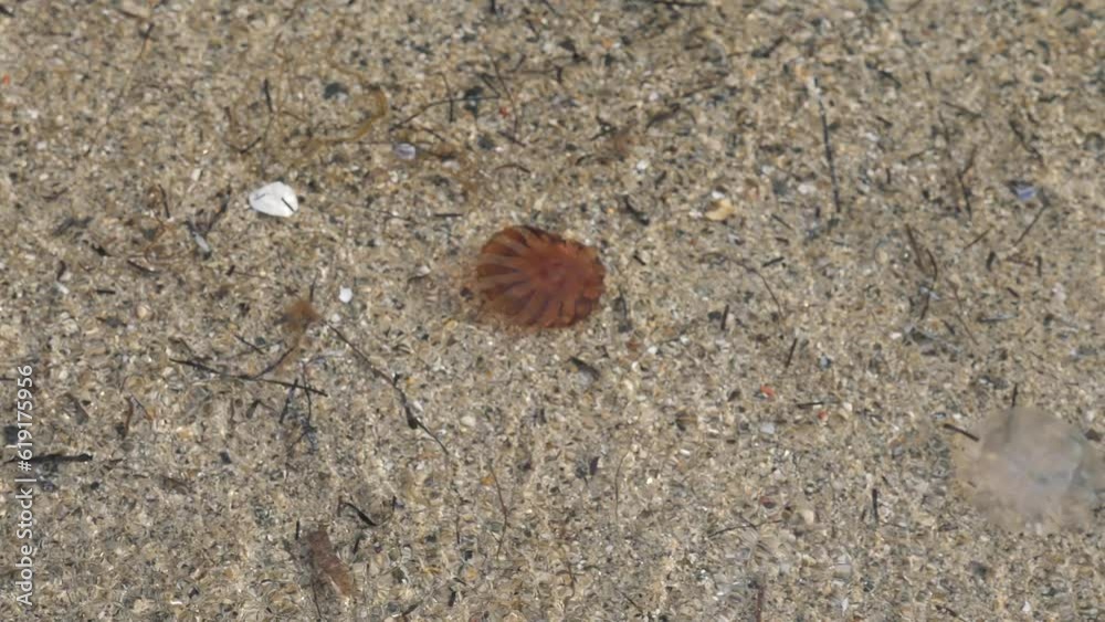 compass jellyfish Chrysaora hysoscella on the beach with tides compass jellyfish Chrysaora hysoscella on the beach with tides