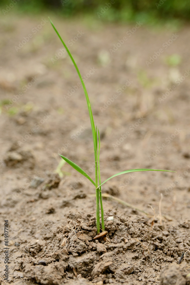 closeup the green ripe paddy plant soil heap and growing in the farm with brown soil soft focus natural green brown background. closeup the green ripe paddy plant soil heap and growing in the farm with brown soil soft focus natural green brown background.