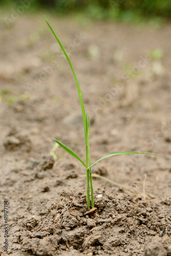 closeup the green ripe paddy plant soil heap and growing in the farm with brown soil soft focus natural green brown background.