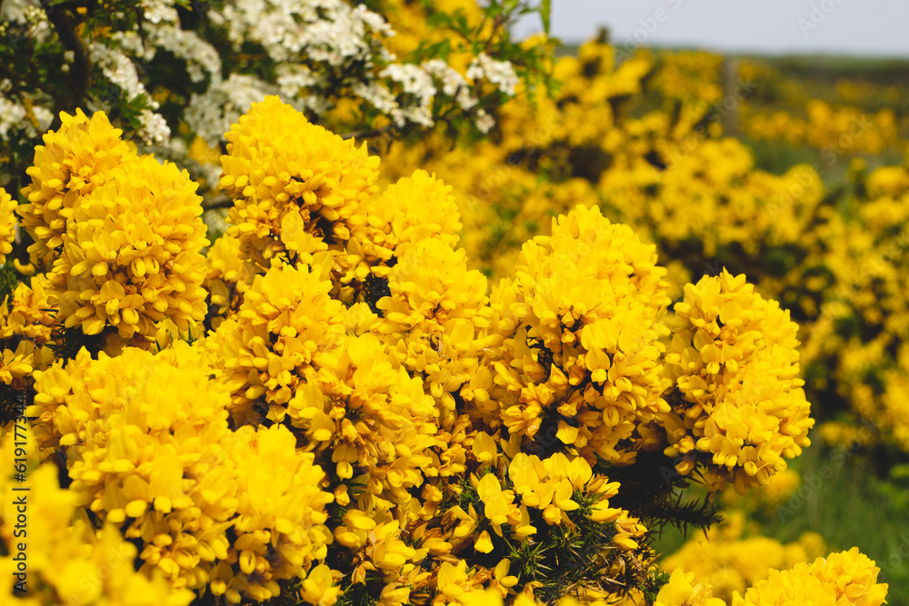 field of yellow gorse field of yellow gorse