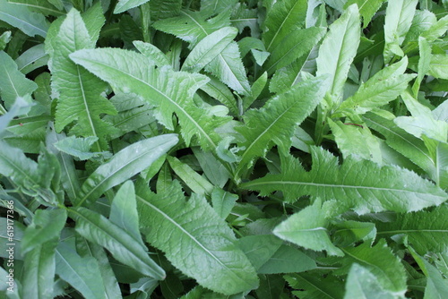 leaves in the garden
