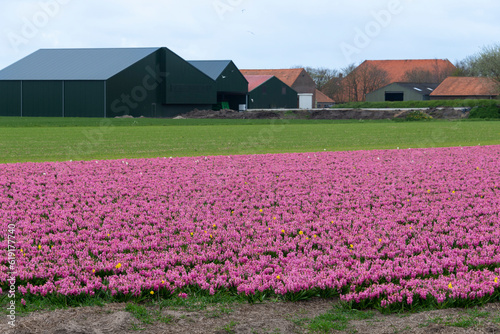 culture, tulipe, Greylag Goose, Ile Texel, Pays Bas