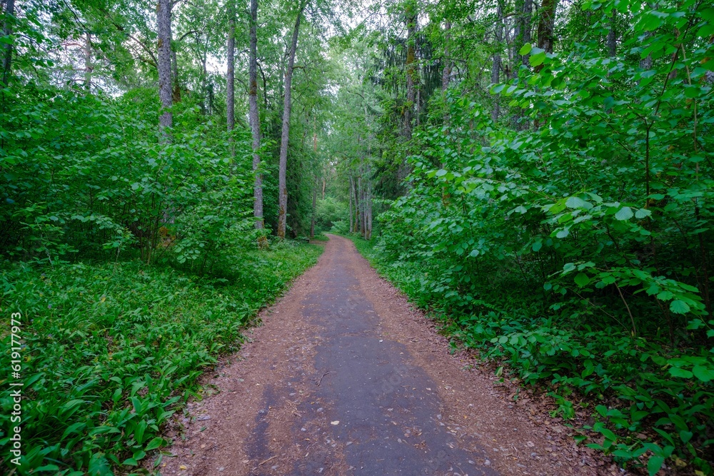 A beautiful empty road that goes through the forest and disappears into the distance. A thick gloomy forest. The sides of the road are overgrown with trees A beautiful empty road that goes through the forest and disappears into the distance. A thick gloomy forest. The sides of the road are overgrown with trees