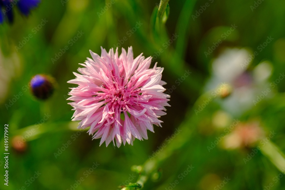 A beautiful pink cornflower in a meadow in the middle of summer. Beautiful flower, beautiful color