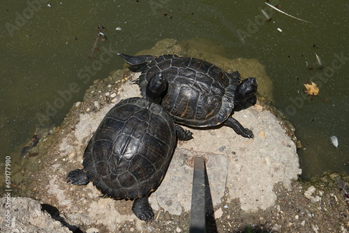 池のほとりの岩で休む2匹のカメ