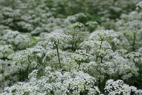 Blooming dream.