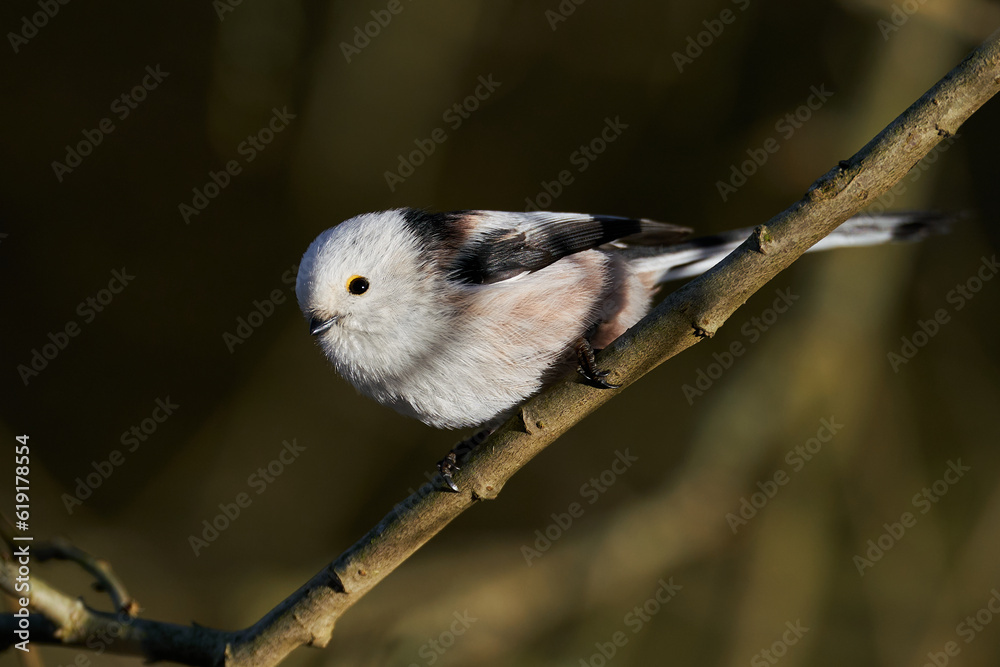 Naklejka premium Long-tailed tit (Aegithalos caudatus)
