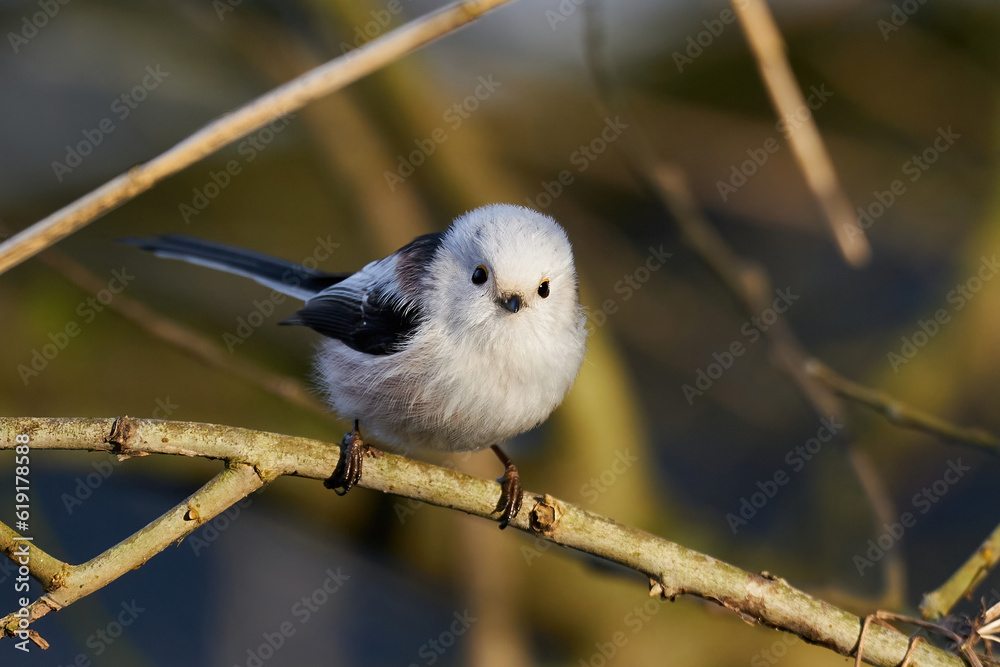 Obraz premium Long-tailed tit (Aegithalos caudatus)