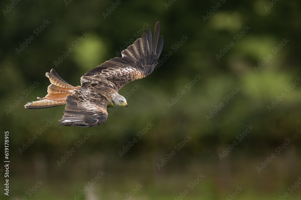 Fototapeta premium Red Kite diving in flight Wales