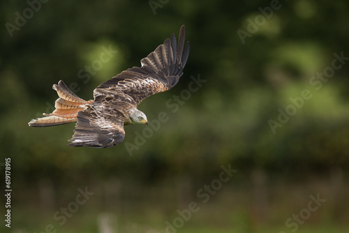 Red Kite diving in flight Wales