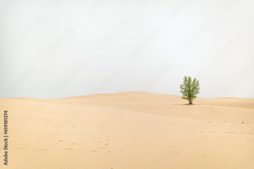 Silver Lake State Park (Mears, Michigan) Dunes with Single Tree in Sand