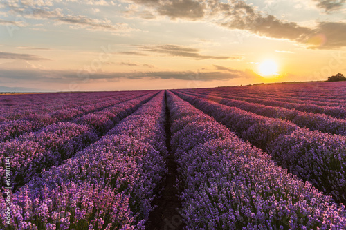 Beautiful Lavender field at sunset