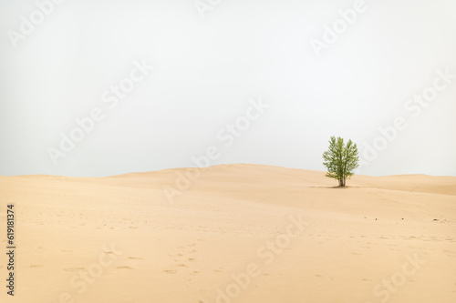 Fototapeta Naklejka Na Ścianę i Meble -  Silver Lake State Park (Mears, Michigan) Dunes with Single Tree in Sand