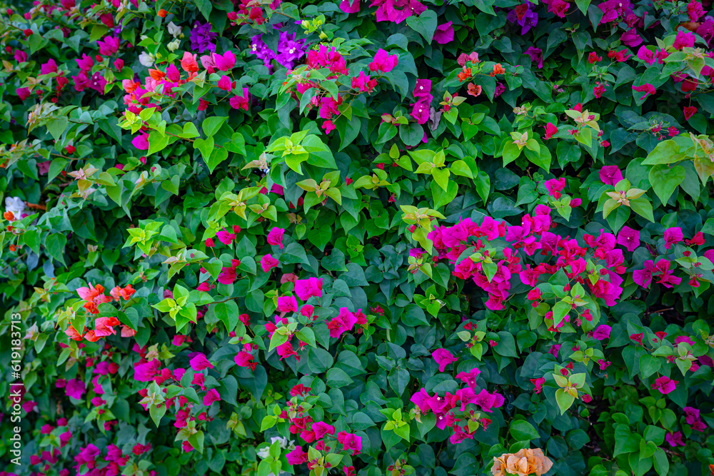 Blooming bougainvillea flowers