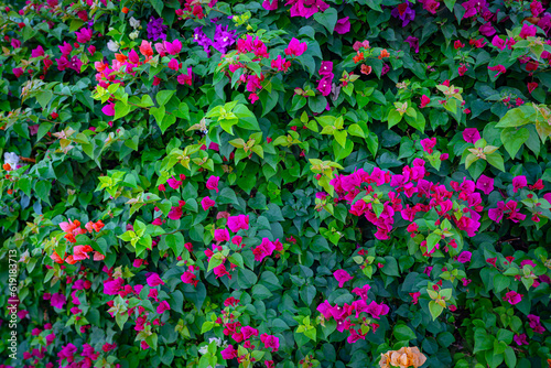 Blooming bougainvillea flowers