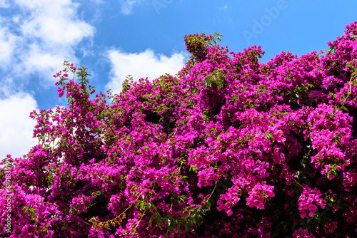 Beautiful tree with purple flowers in the old village Dalt Villa Ibiza town