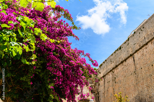 Foto Bougainvillea tree with beautiful purple flowers in the old village Dalt Villa I