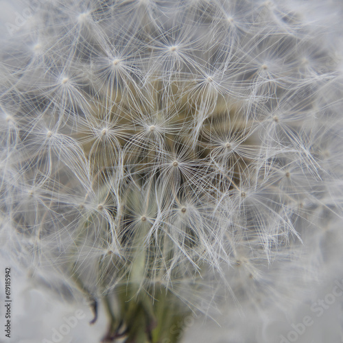 Dandelion flower very similar to patterns