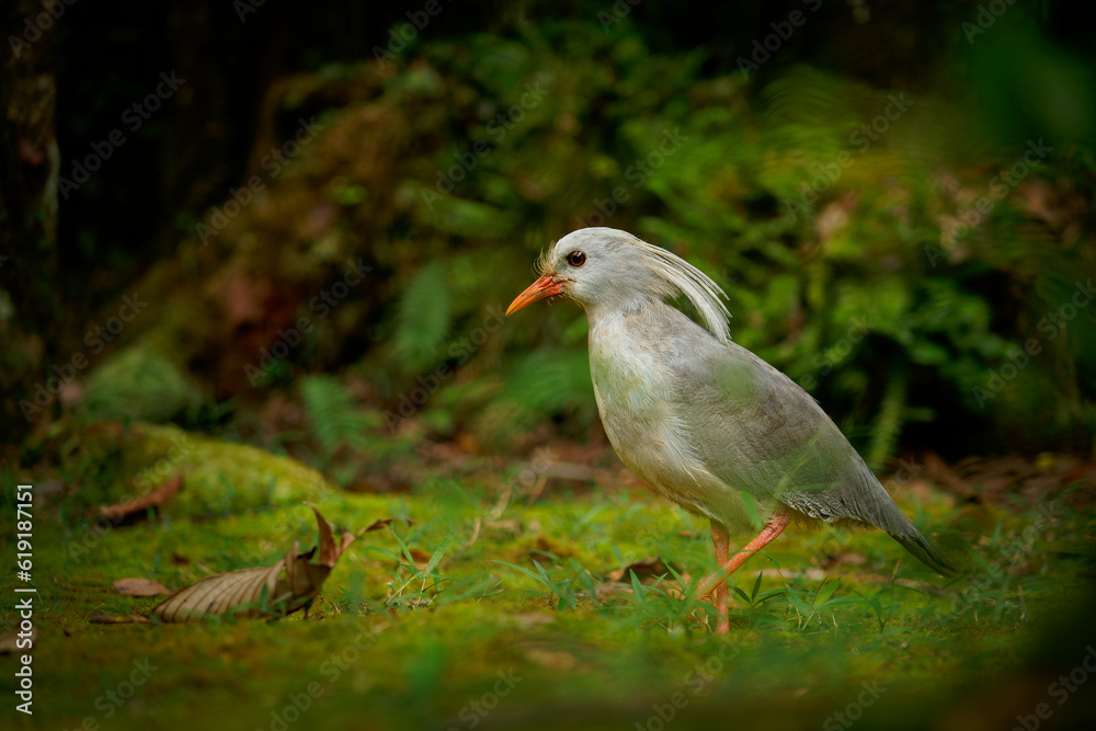 Kagu or Cagou, kavu or kagou - Rhynochetos jubatus crested long-legged bluish-grey bird endemic to mountain forests of New Caledonia, Rhynochetos in Rhynochetidae, almost flightless Kagu or Cagou, kavu or kagou - Rhynochetos jubatus crested long-legged bluish-grey bird endemic to mountain forests of New Caledonia, Rhynochetos in Rhynochetidae, almost flightless