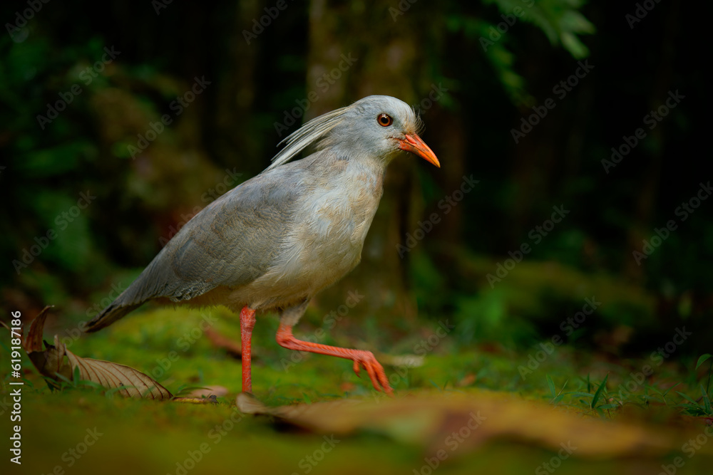 Kagu or Cagou, kavu or kagou - Rhynochetos jubatus crested long-legged bluish-grey bird endemic to mountain forests of New Caledonia, Rhynochetos in Rhynochetidae, almost flightless Kagu or Cagou, kavu or kagou - Rhynochetos jubatus crested long-legged bluish-grey bird endemic to mountain forests of New Caledonia, Rhynochetos in Rhynochetidae, almost flightless