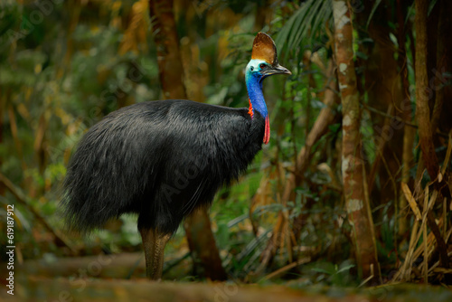 Southern Cassowary - Casuarius casuarius also Double-wattled or Australian or Two-wattled cassowary, large flightless black bird, ratite related to the emu, ostriches, rheas and kiwis, in the rainfore photo