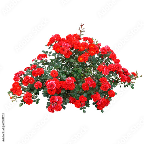 Red rose set flower isolated on transparent background, roses flowers bouquet in air cut out, png