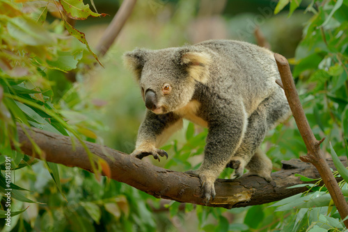 Koala - Phascolarctos cinereus on the tree in Australia, eating, climbing on eucaluptus. Cute australian typical iconic animal on the branch moving and eating fresch eucalyptus leaves