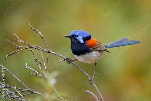 Blue-breasted Fairywren or Wren - Malurus pulcherrimus, non-migratory and endemic passerine bird in Maluridae, bright blue and brown orange bird with long tail from Western Australia