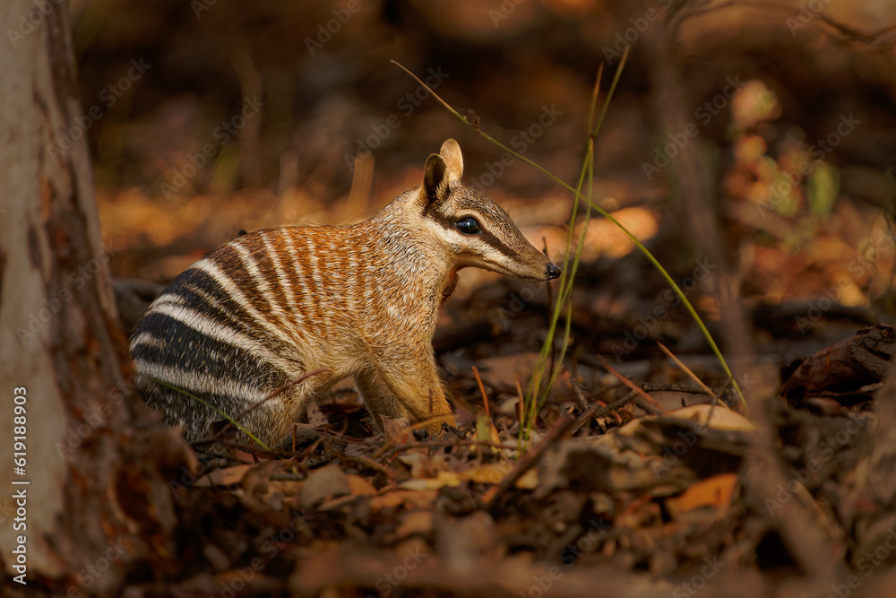 Numbat - Myrmecobius fasciatus also noombat or walpurti, insectivorous diurnal marsupial, diet consists almost exclusively of termites. Small cute animal termit hunter in the australian forest Numbat - Myrmecobius fasciatus also noombat or walpurti, insectivorous diurnal marsupial, diet consists almost exclusively of termites. Small cute animal termit hunter in the australian forest