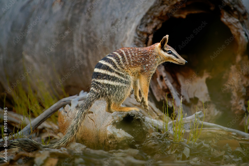 Numbat - Myrmecobius fasciatus also noombat or walpurti, insectivorous diurnal marsupial, diet consists almost exclusively of termites. Small cute animal termit hunter in the australian forest