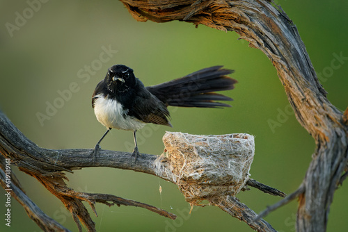 Willie-wagtail - Rhipidura leucophrys - black and white australian bird, Australia, Tasmania, adult feeds small chicken in their nest on the tree branch, green background. photo