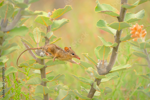 Fotografi Honey Possum or noolbenger Tarsipes rostratus tiny marsupial feeds on the nectar