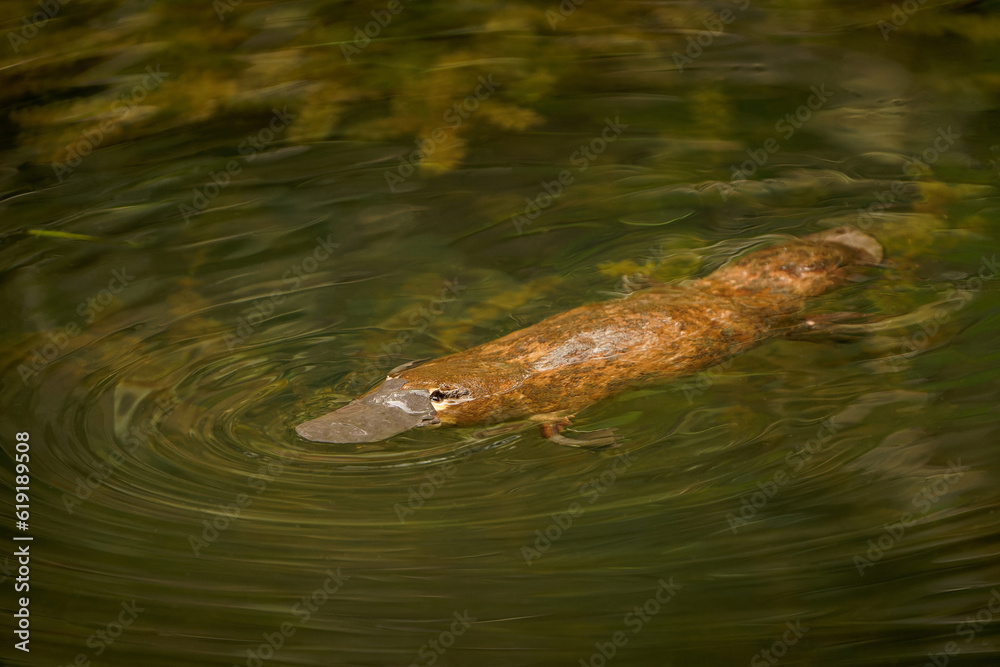 Platypus - Ornithorhynchus anatinus, duck-billed platypus, semiaquatic egg-laying mammal endemic to eastern Australia, including Tasmania. Strange water marsupial with duck beak and flat fin tail Platypus - Ornithorhynchus anatinus, duck-billed platypus, semiaquatic egg-laying mammal endemic to eastern Australia, including Tasmania. Strange water marsupial with duck beak and flat fin tail