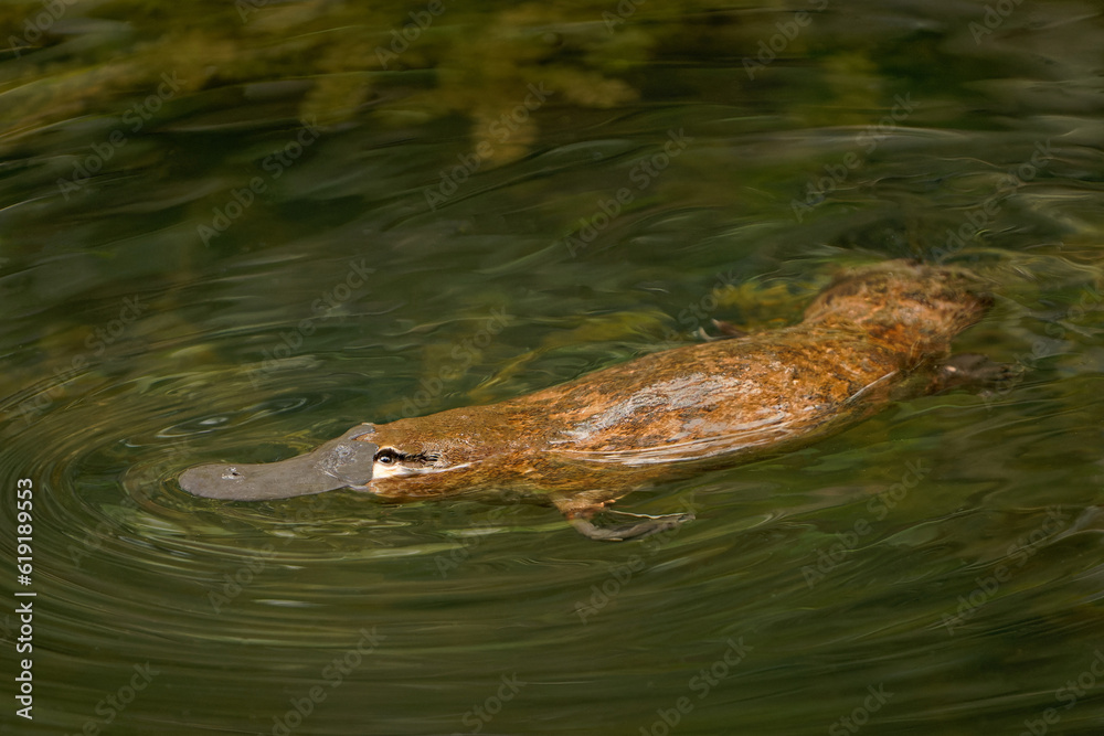 Platypus - Ornithorhynchus anatinus, duck-billed platypus, semiaquatic egg-laying mammal endemic to eastern Australia, including Tasmania. Strange water marsupial with duck beak and flat fin tail Platypus - Ornithorhynchus anatinus, duck-billed platypus, semiaquatic egg-laying mammal endemic to eastern Australia, including Tasmania. Strange water marsupial with duck beak and flat fin tail