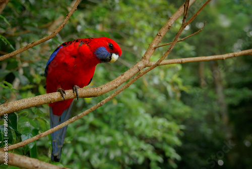 Crimson Rosella - Platycercus elegans a parrot native to eastern and south eastern Australia, introduced to New Zealand and Norfolk Island, mountain forests and gardens