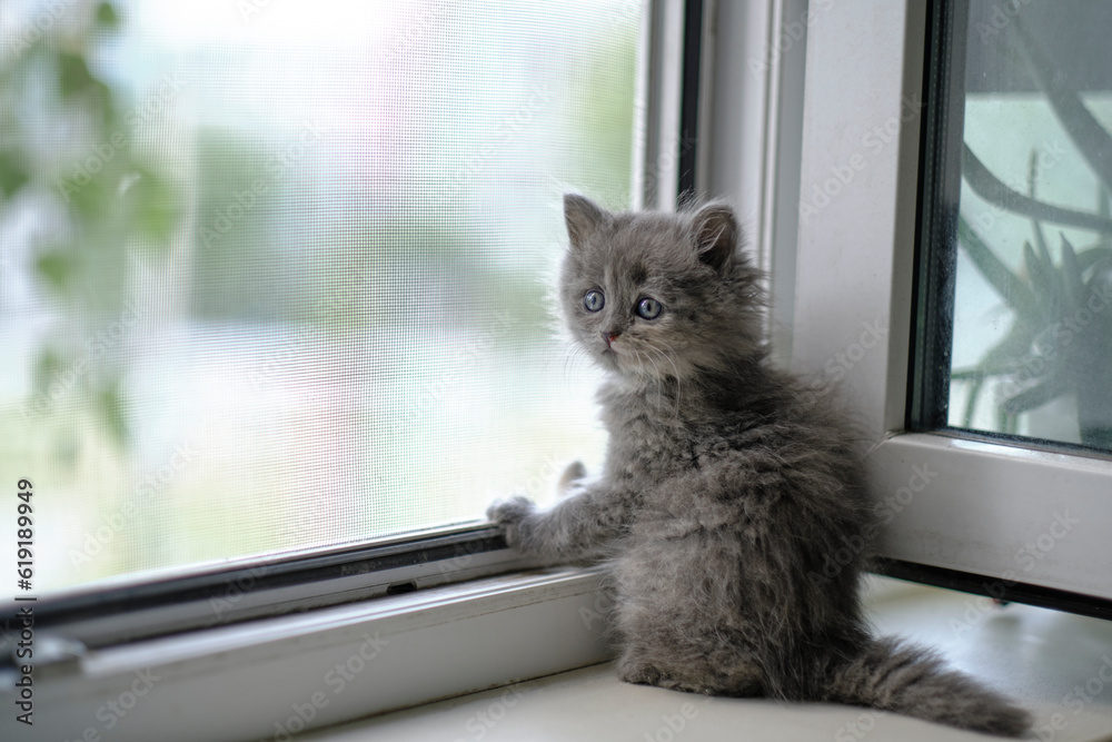Small gray kitten is sitting open window and looking out street.