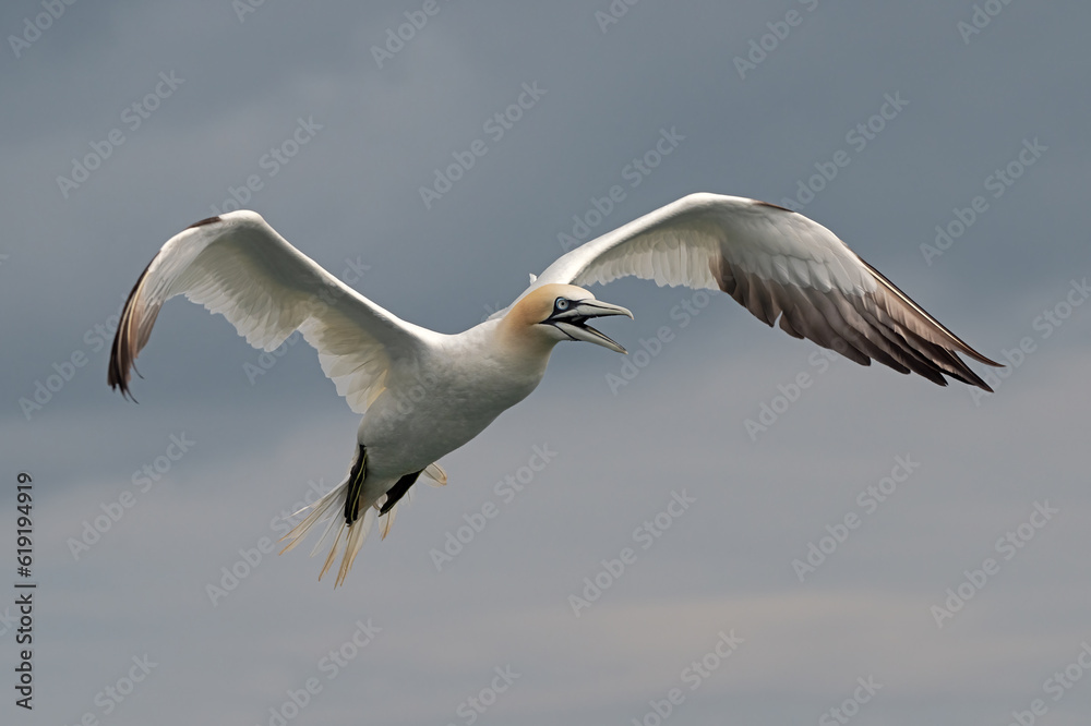 Northern Gannet (Morus bassanus) flying over the North Sea Northern Gannet (Morus bassanus) flying over the North Sea